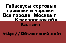 Гибискусы сортовые, прививки и черенки - Все города, Москва г.  »    . Кемеровская обл.,Калтан г.